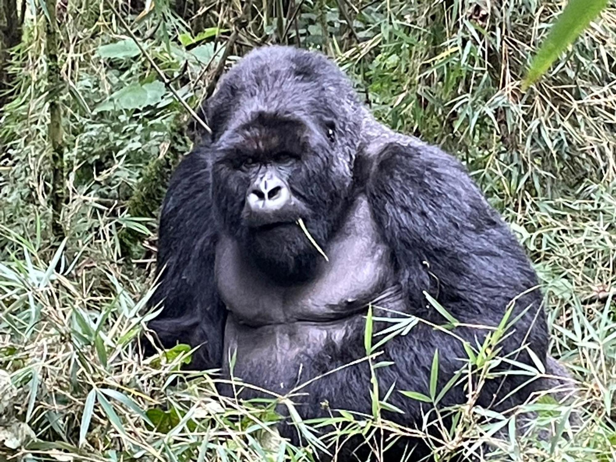 Le Bambou Gorilla Lodge Kinigi Exterior foto